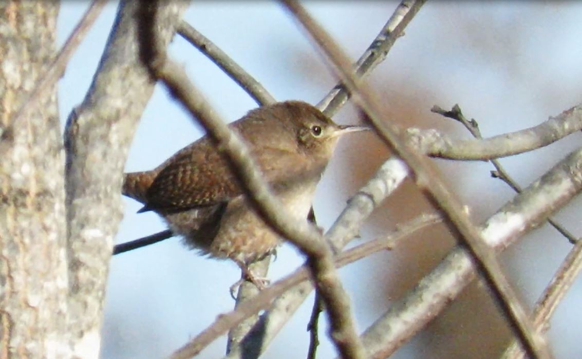 House Wren - ML197443181