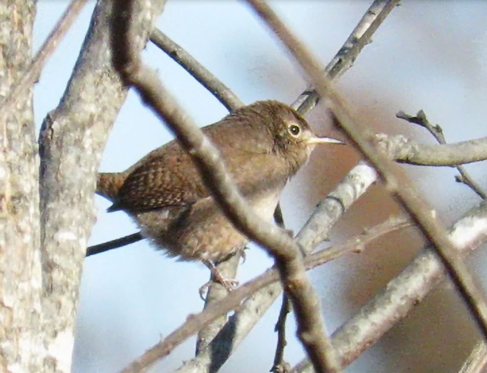 House Wren - ML197443191