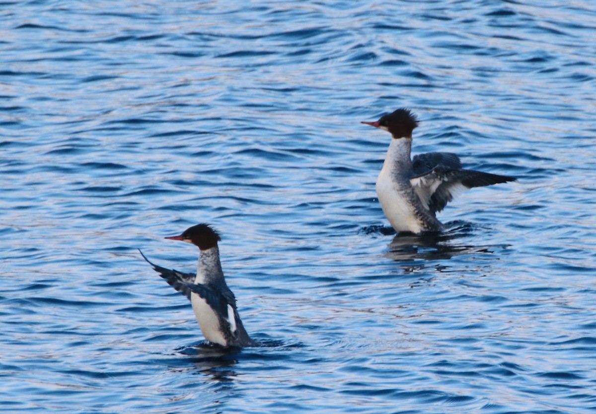 Common Merganser - ML197444191