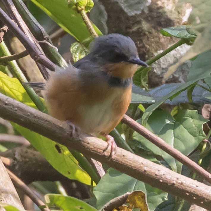 Apalis du Rwenzori - ML197445591