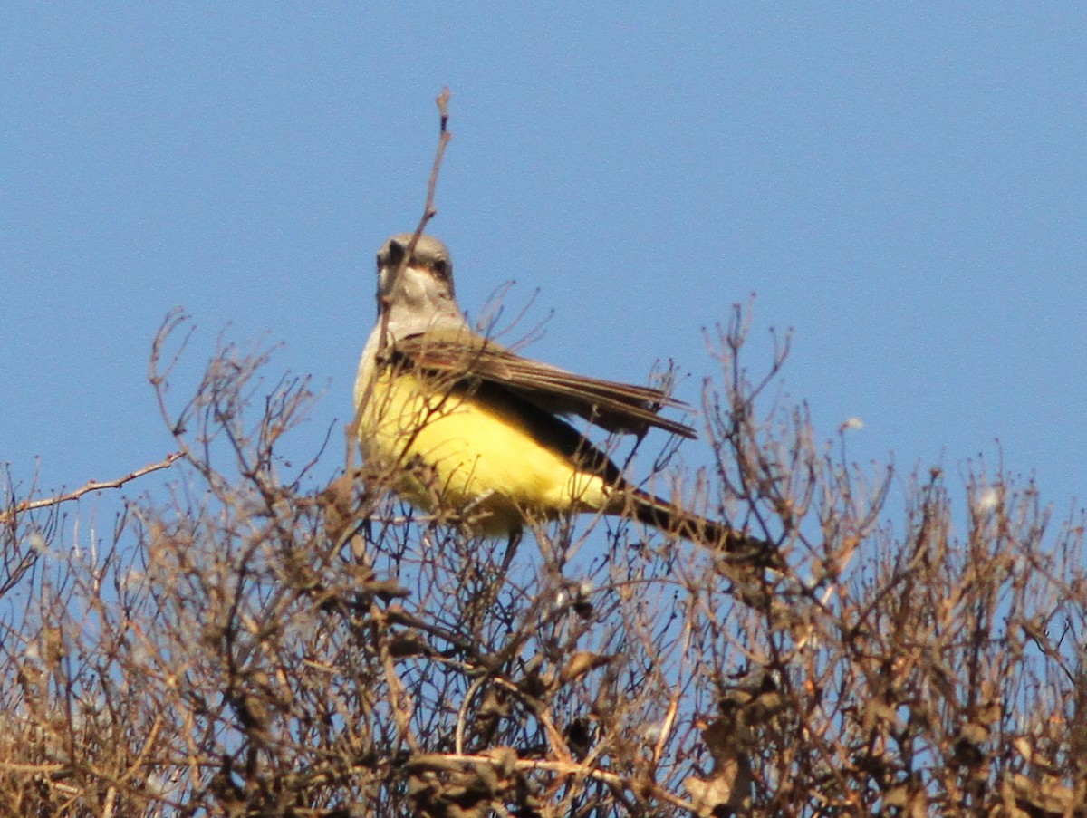 Western Kingbird - Steven Glynn