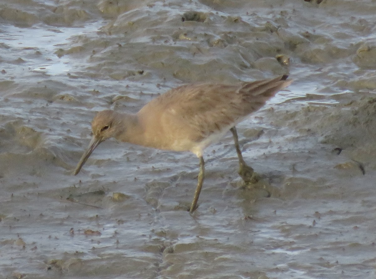 Willet - ML197450831