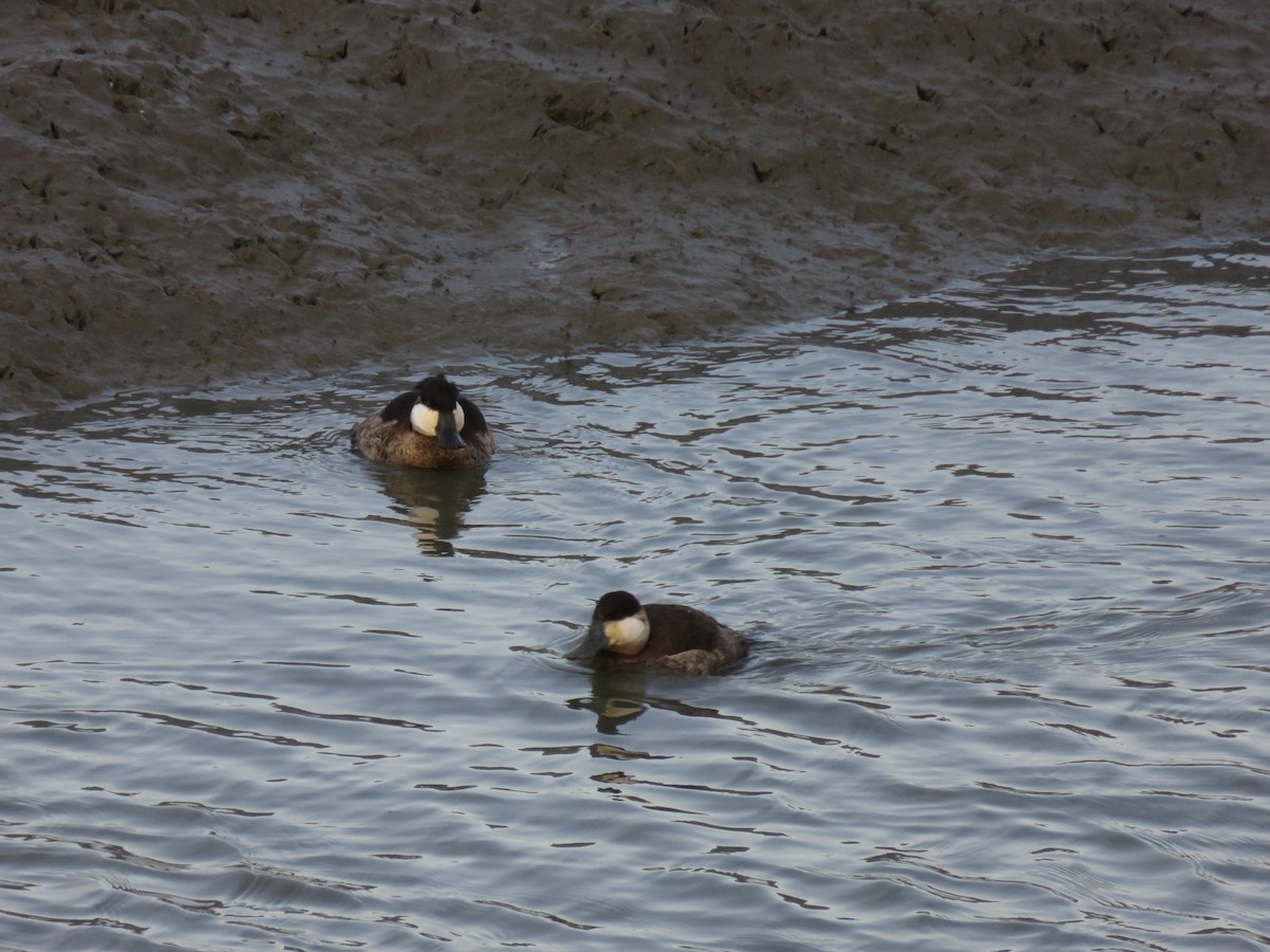 Ruddy Duck - ML197451041