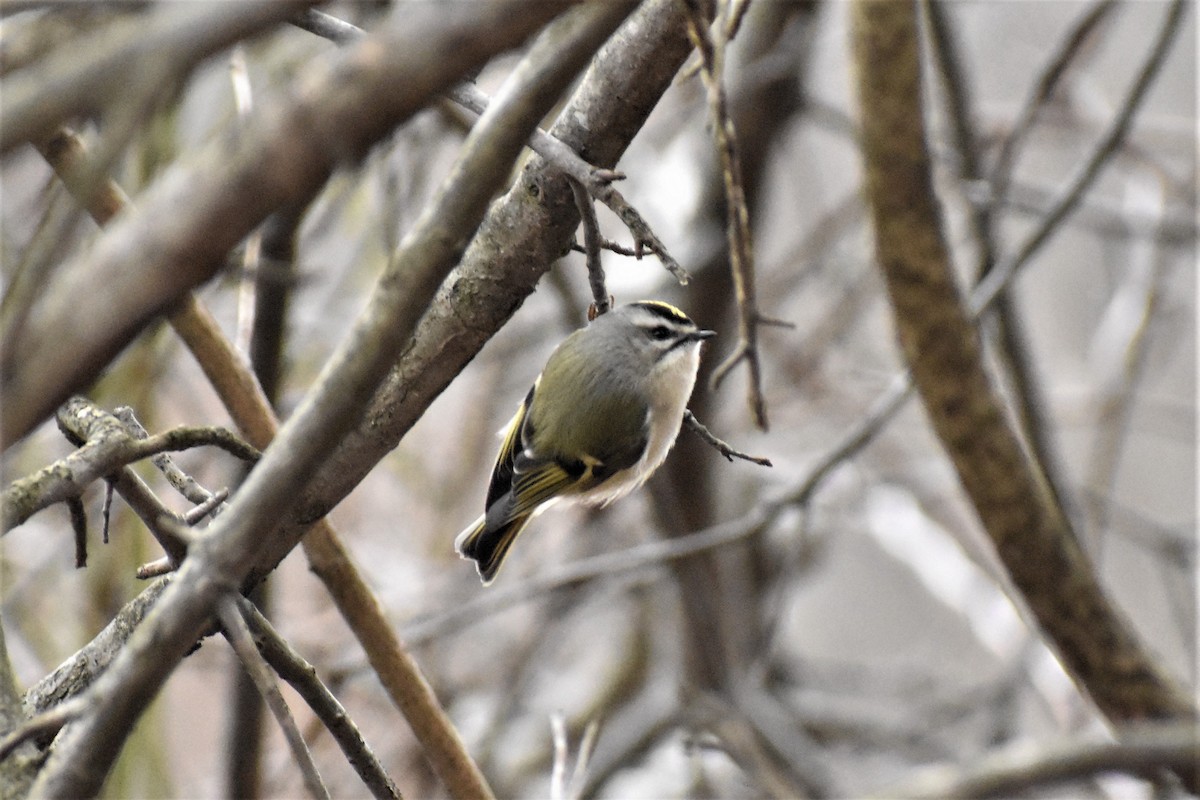 Golden-crowned Kinglet - ML197453831