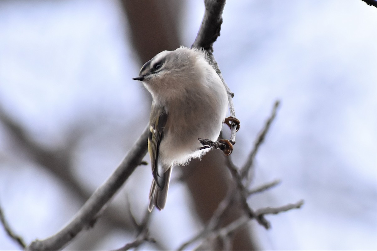 Golden-crowned Kinglet - ML197453911