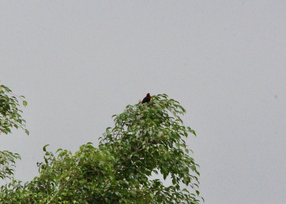 Crimson-collared Tanager - ML197454361