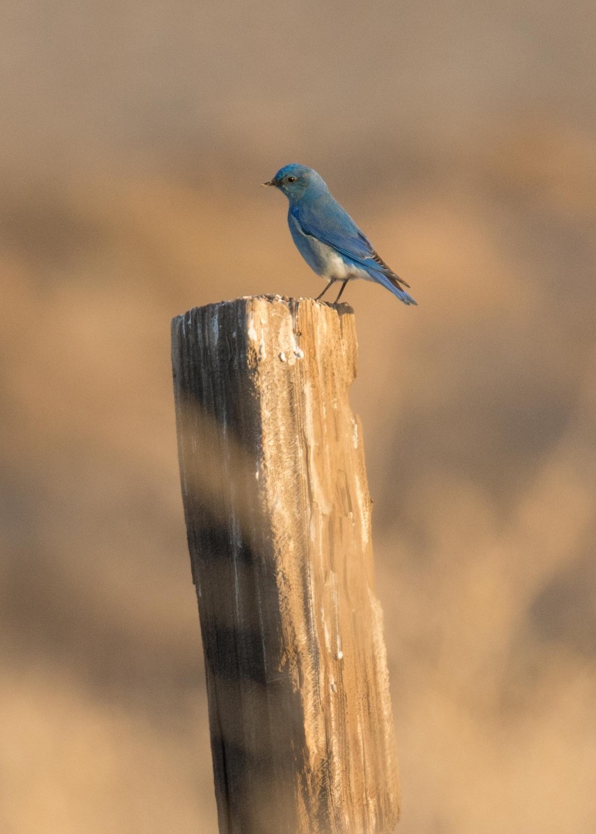 Western Bluebird - Alexia S.(wkingfisher)