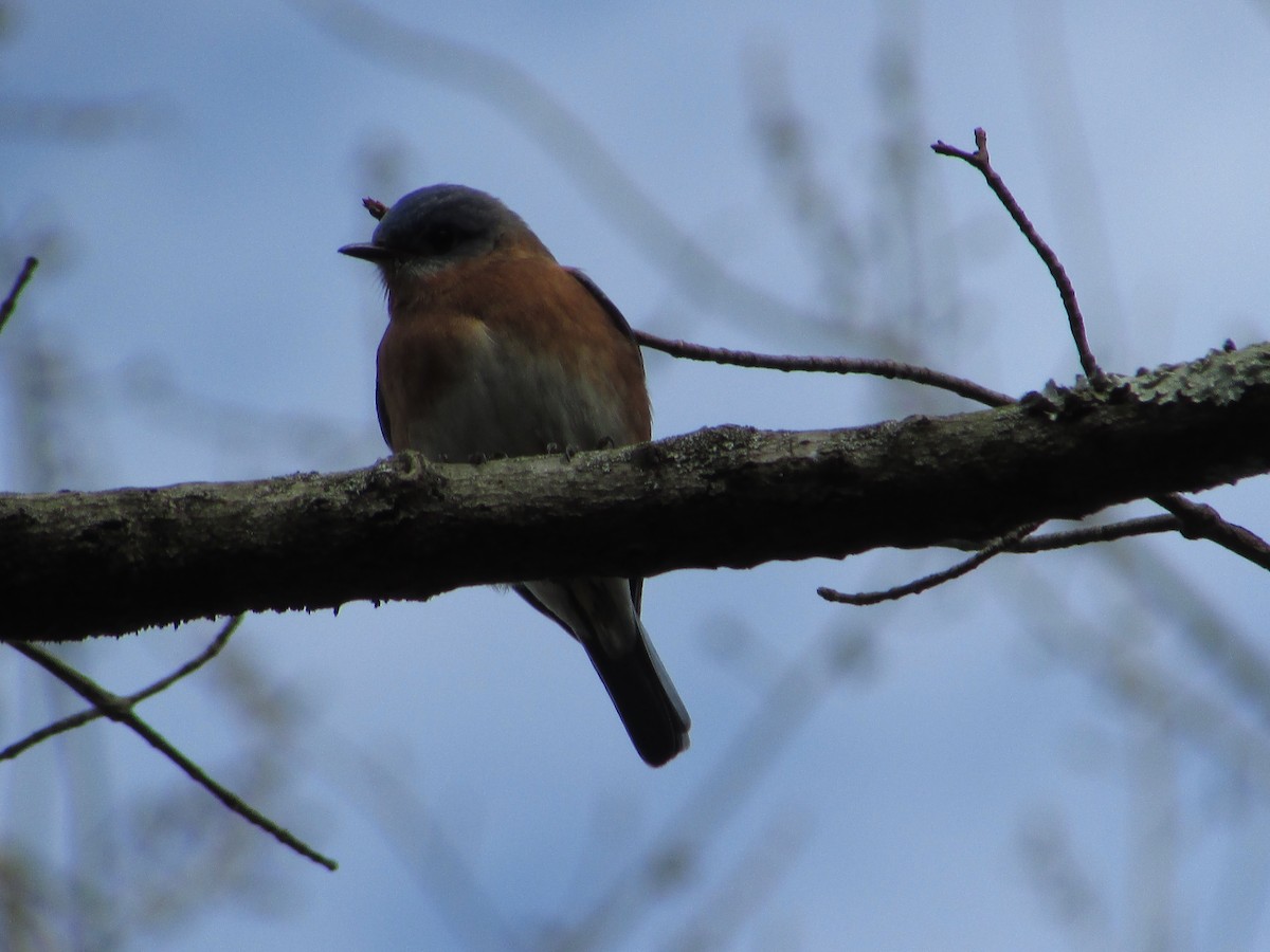 Eastern Bluebird (Eastern) - ML197455231