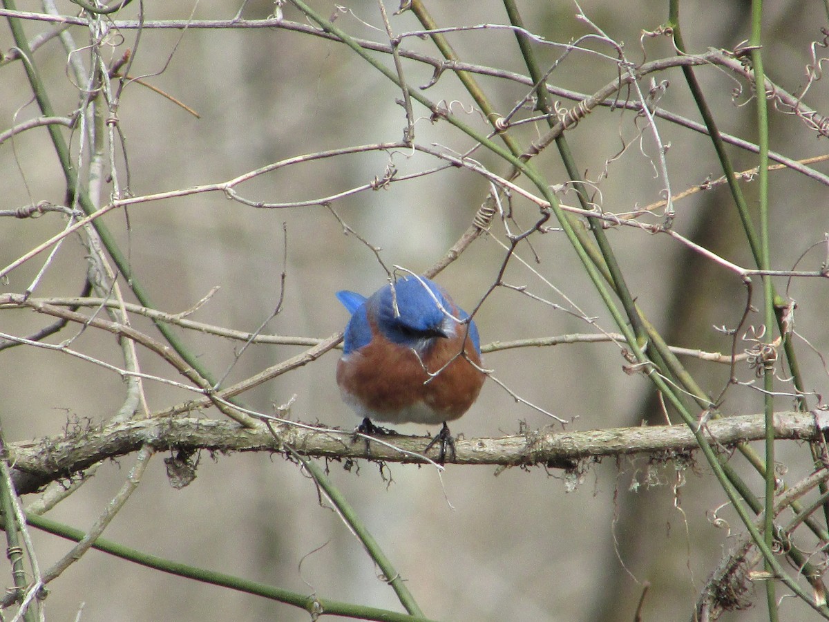 Eastern Bluebird (Eastern) - ML197455251