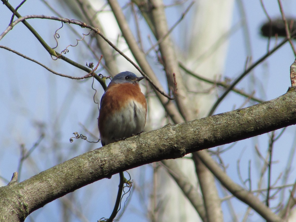 Eastern Bluebird (Eastern) - ML197455261