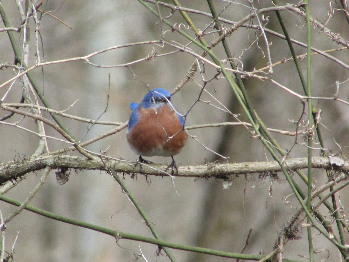 Eastern Bluebird (Eastern) - ML197455271