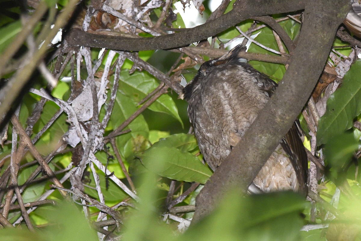 Crested Owl - ML197455531