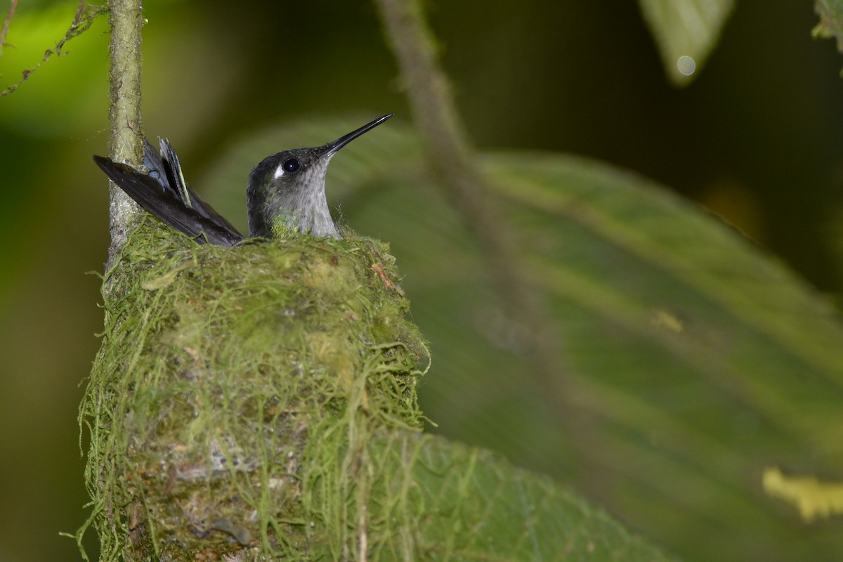 Violet-headed Hummingbird - ML197455581