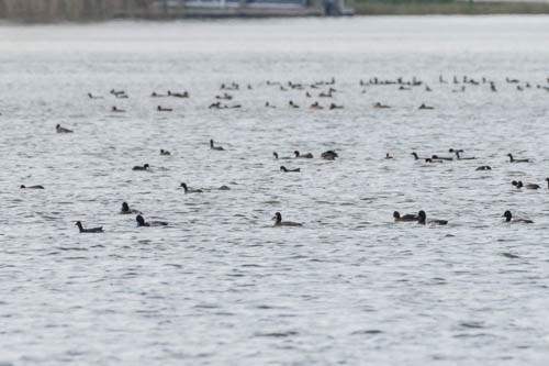 Greater Scaup - ML197456551