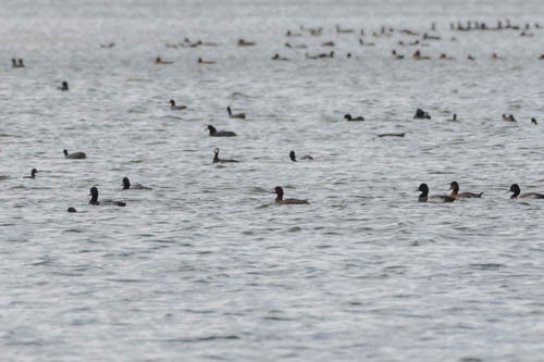 Greater Scaup - ML197456561