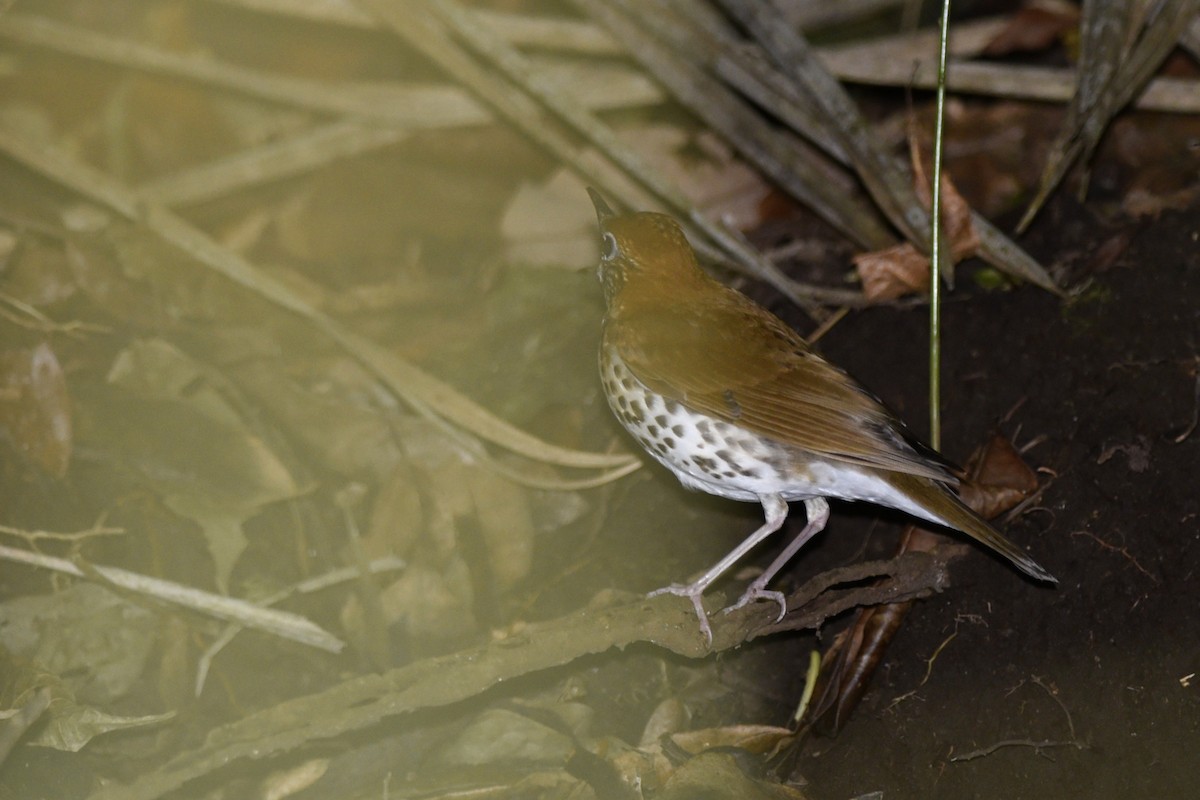 Wood Thrush - ML197457031