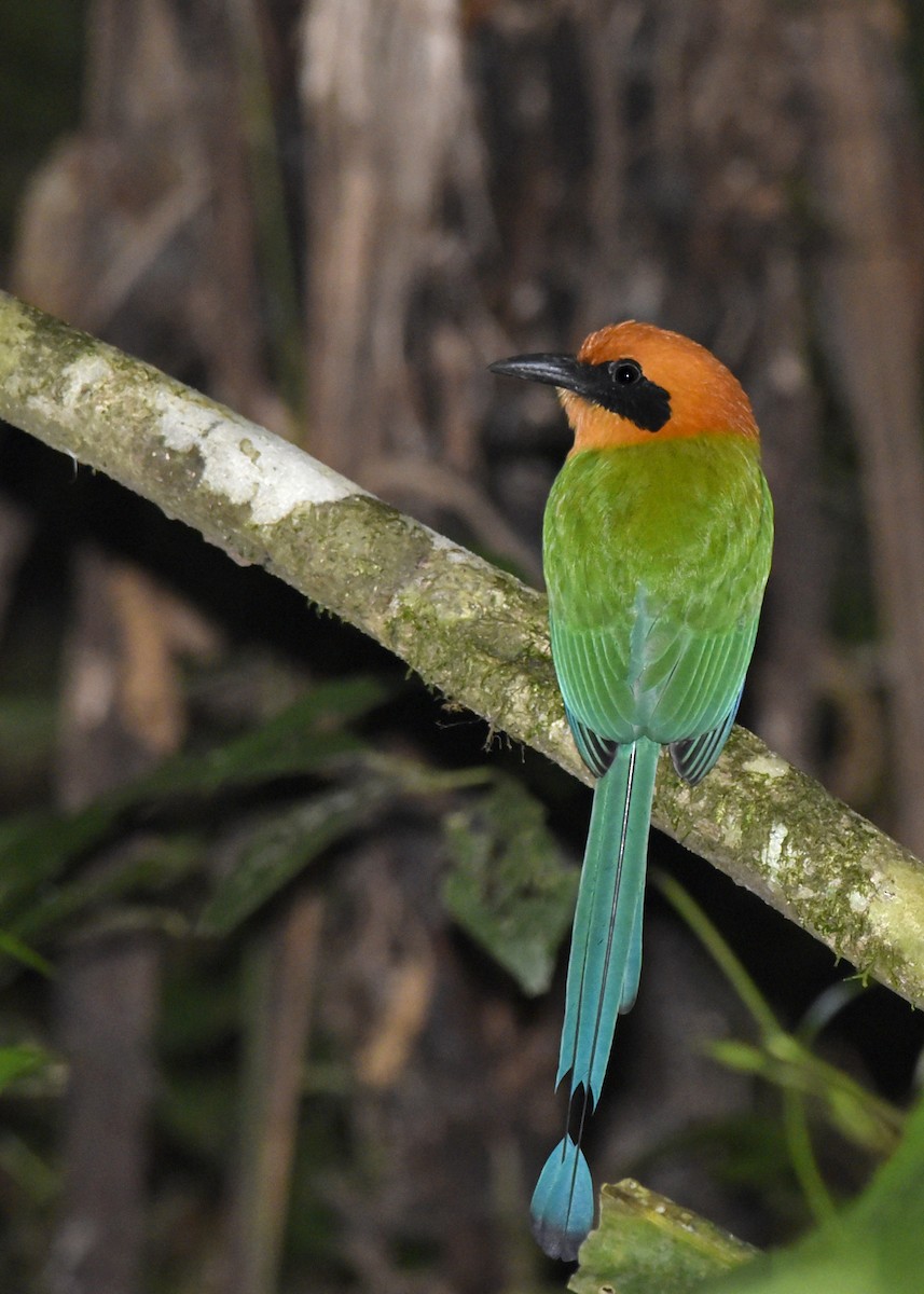 Rufous Motmot - ML197457301