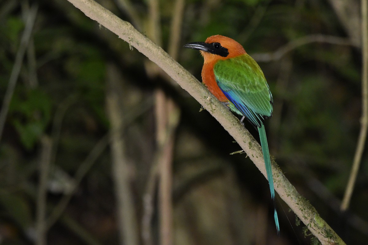Rufous Motmot - Daniel Irons