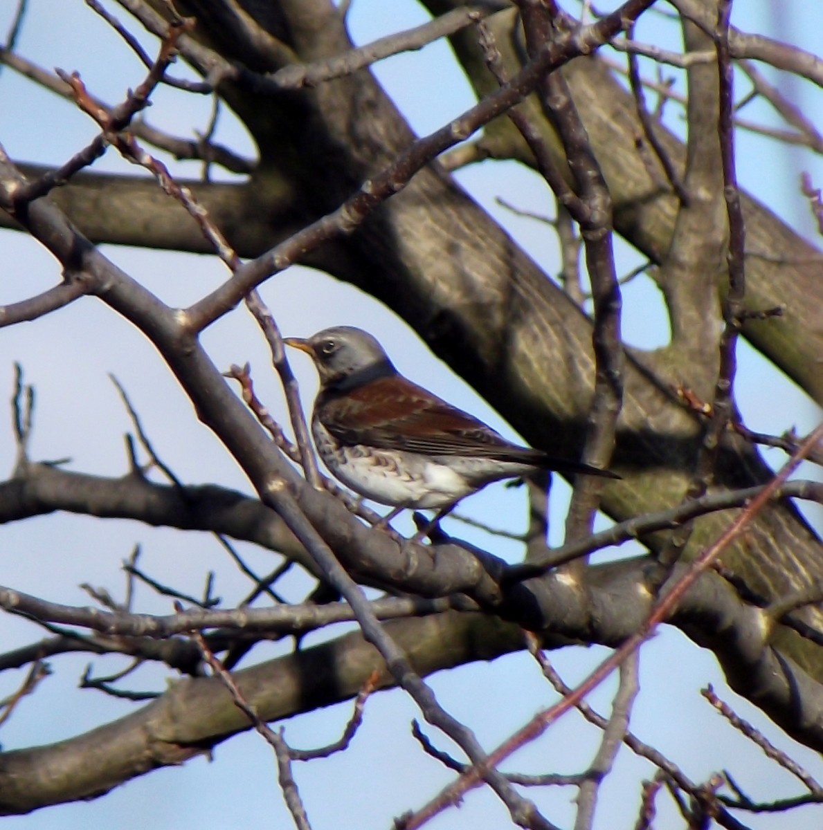 Fieldfare - ML197464521
