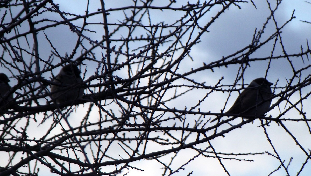 Eurasian Tree Sparrow - ML197464671