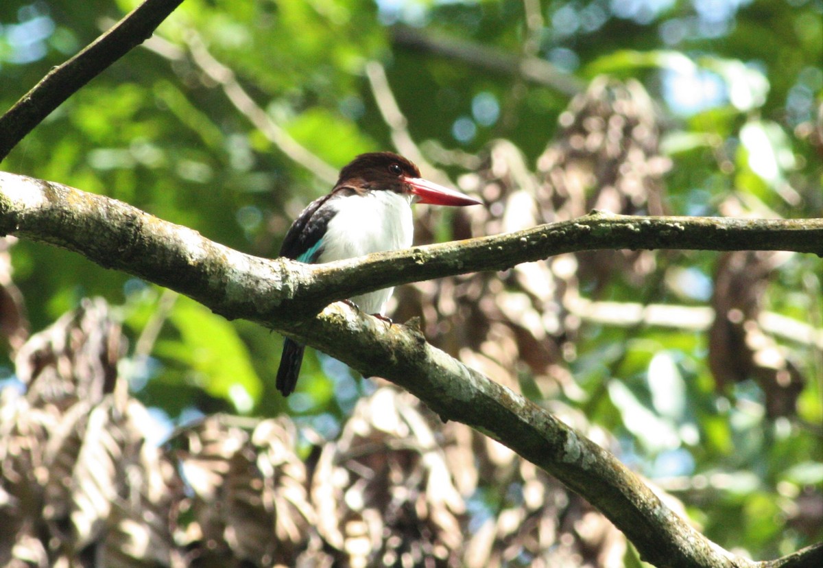 Chocolate-backed Kingfisher - ML197466291