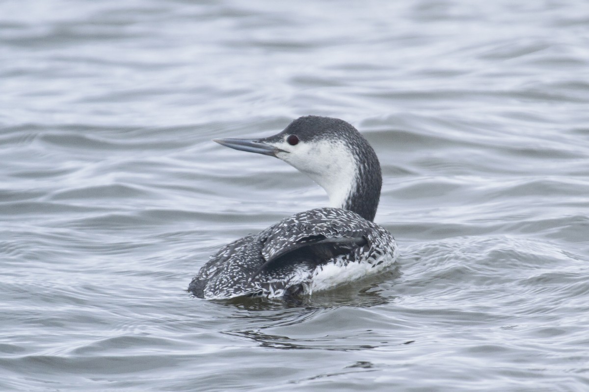 Red-throated Loon - ML197467271