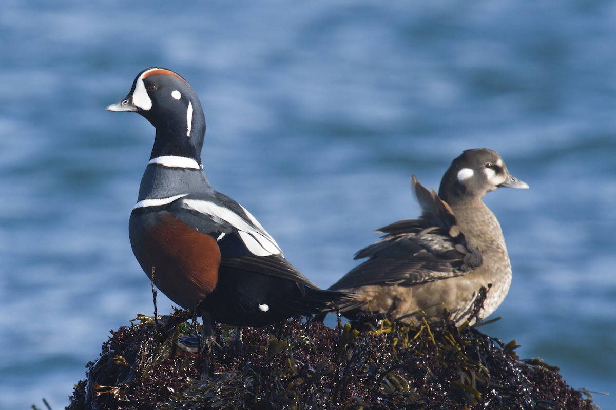 Harlequin Duck - Liam Wolff