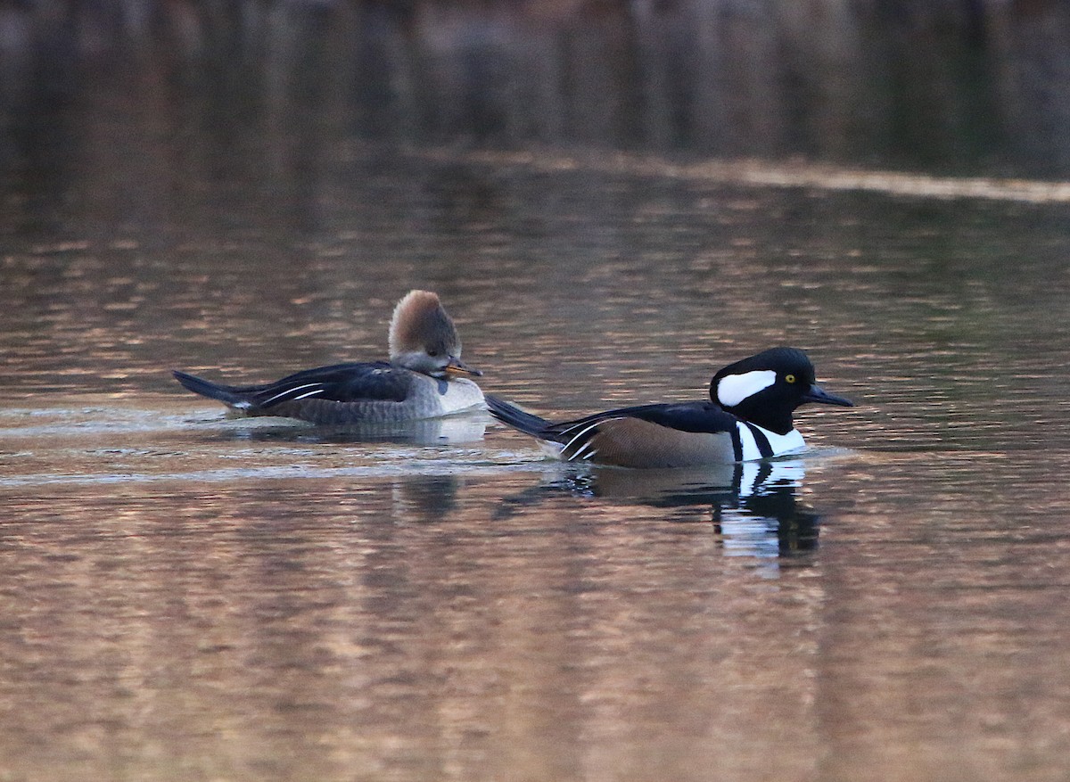 Hooded Merganser - Lori White
