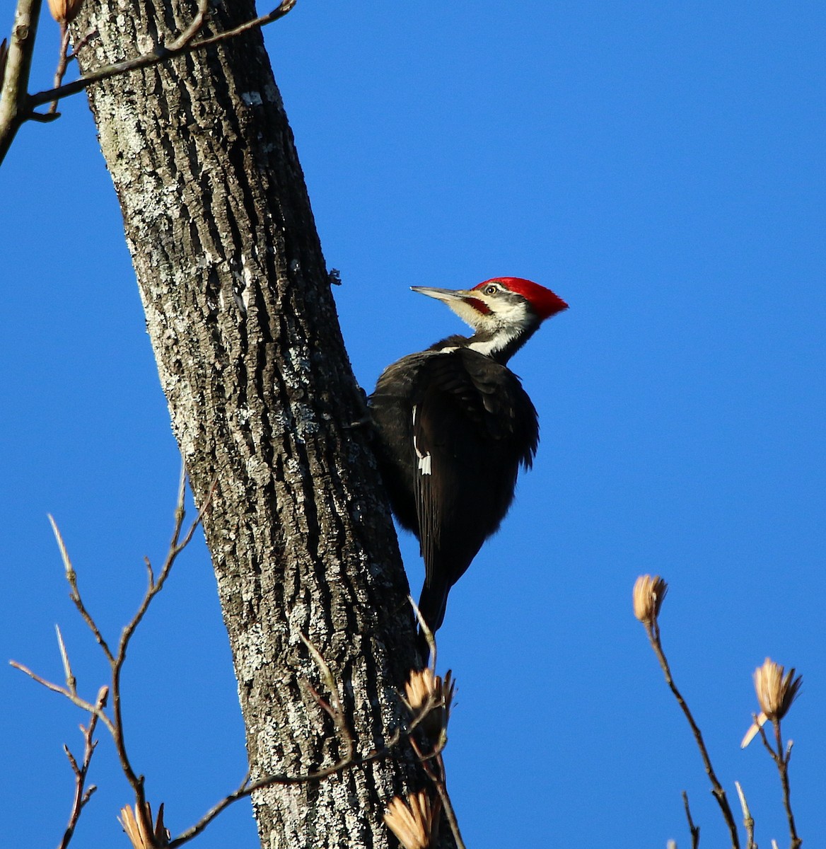 Pileated Woodpecker - ML197468771