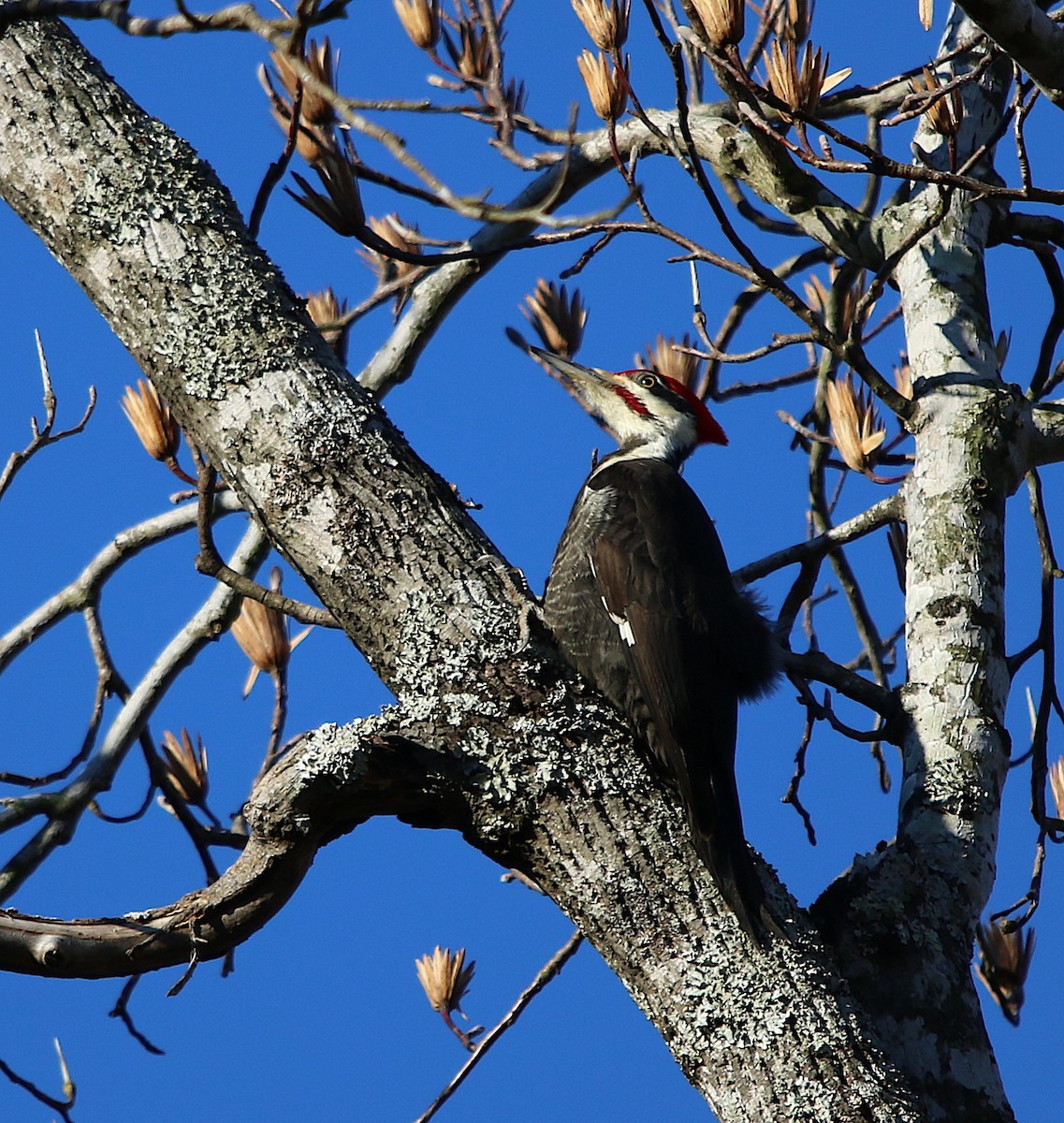 Pileated Woodpecker - ML197468781
