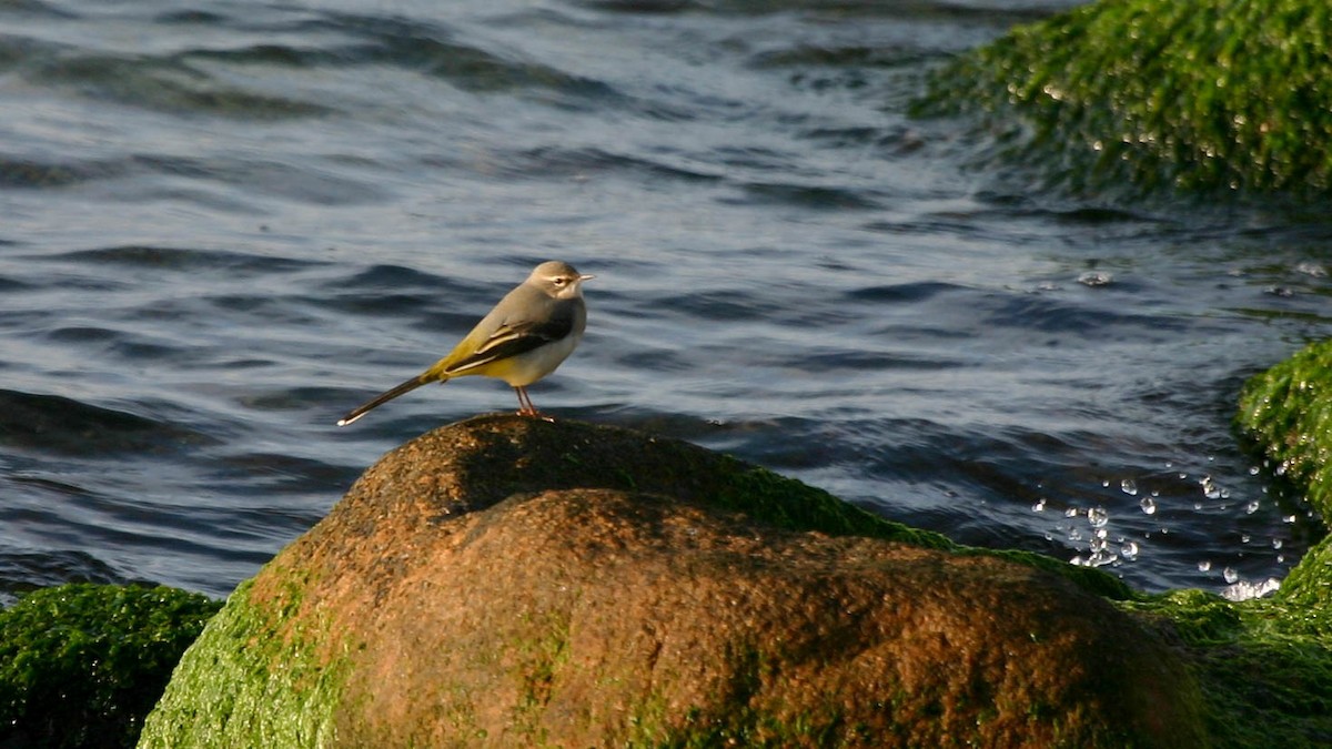 Gray Wagtail - ML197470191