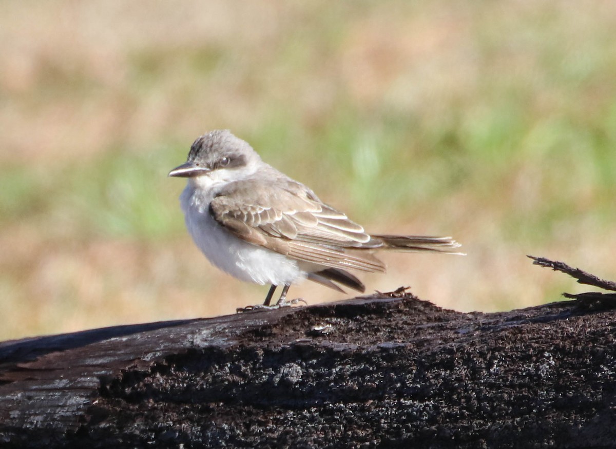 Gray Kingbird - ML197470541