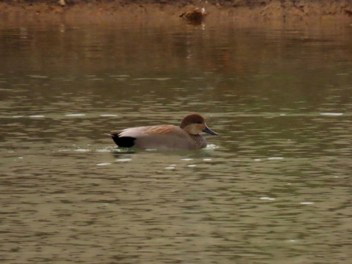 Gadwall - David Cooney Jr