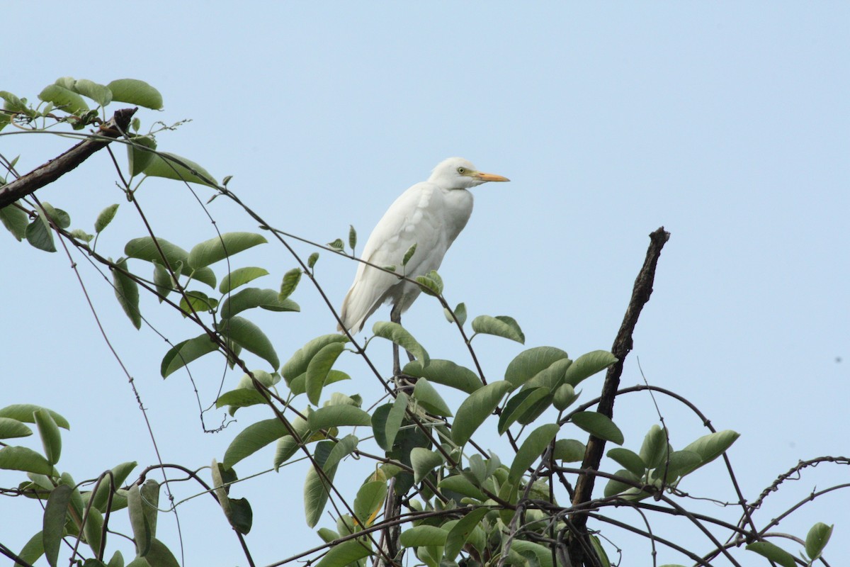 Western Cattle Egret - Jan Harm Wiers