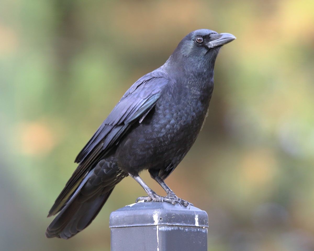 American Crow - ML197472781