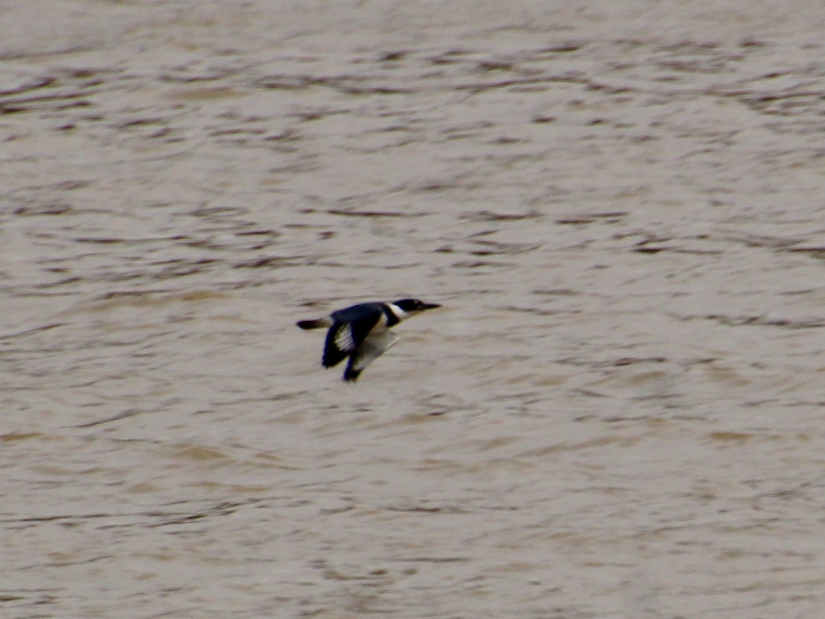 Belted Kingfisher - ML197473531