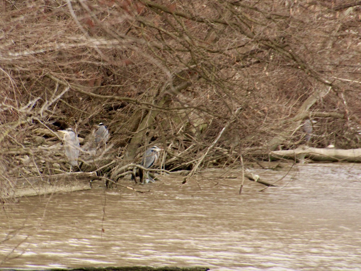 Great Blue Heron - ML197473691