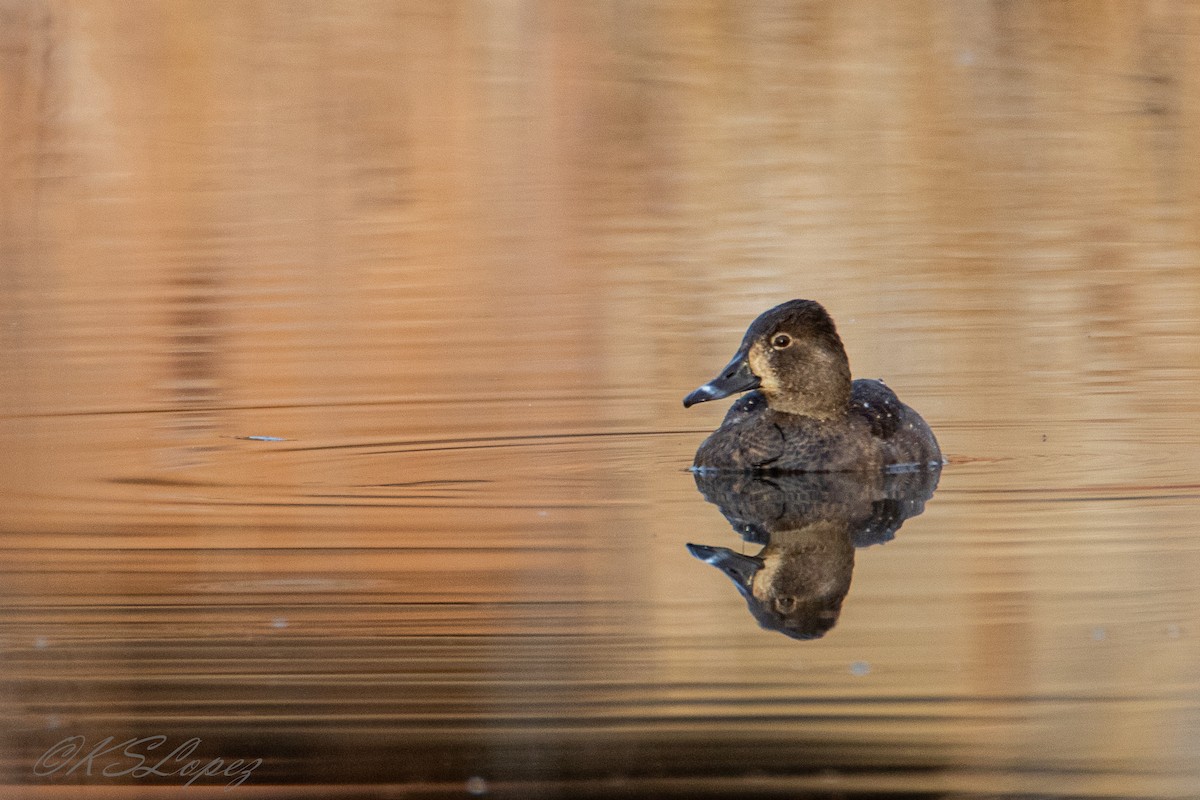 Ring-necked Duck - ML197474881