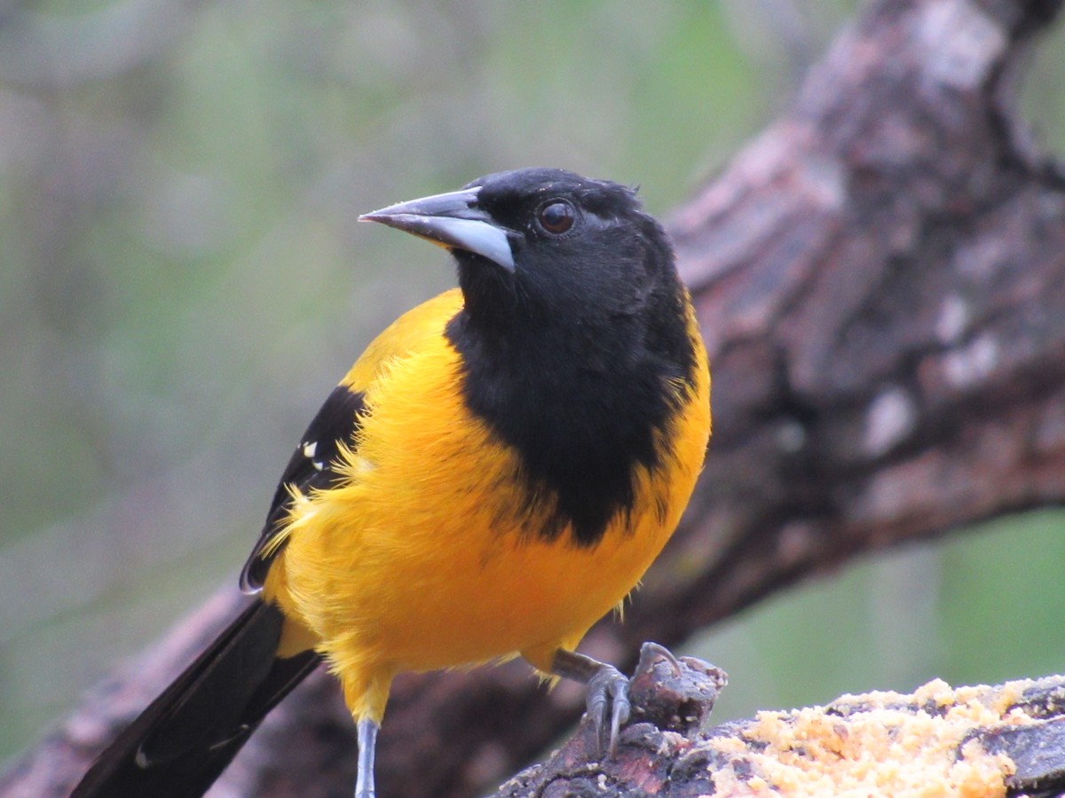 Audubon's Oriole - Caleb Helsel