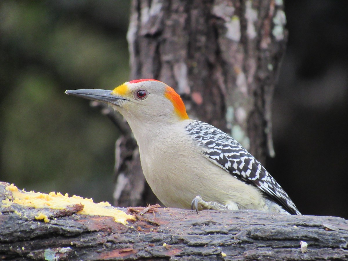 Golden-fronted Woodpecker - ML197476131