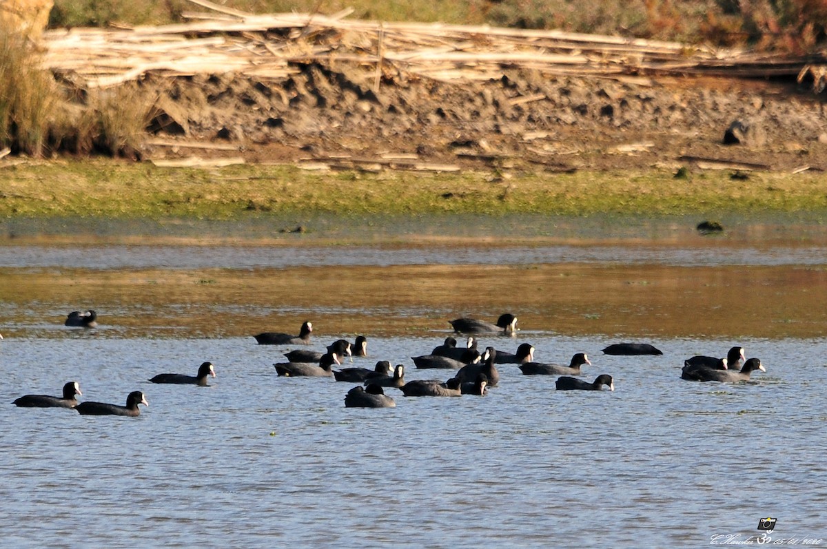 Eurasian Coot - ML197477021