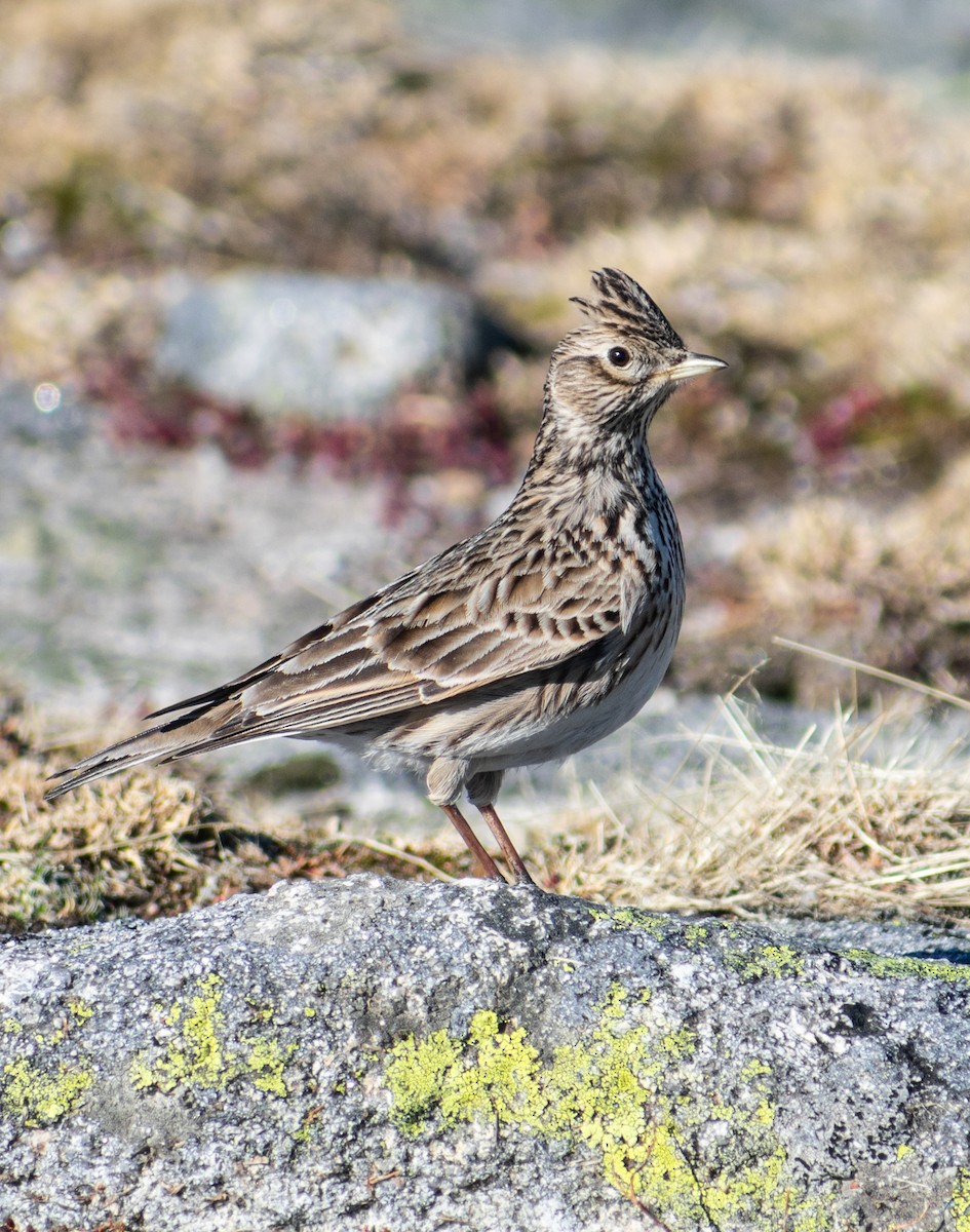 Eurasian Skylark - João  Esteves