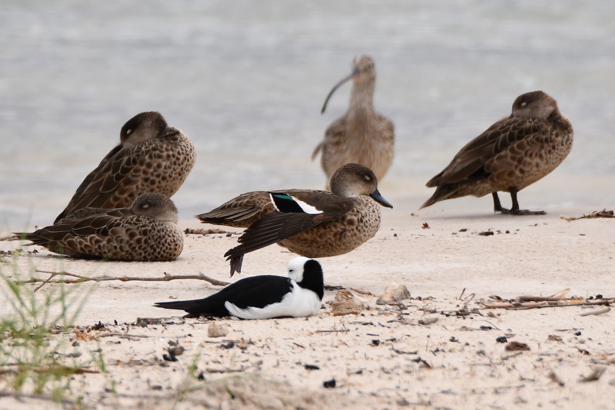 Chestnut Teal - ML197480541