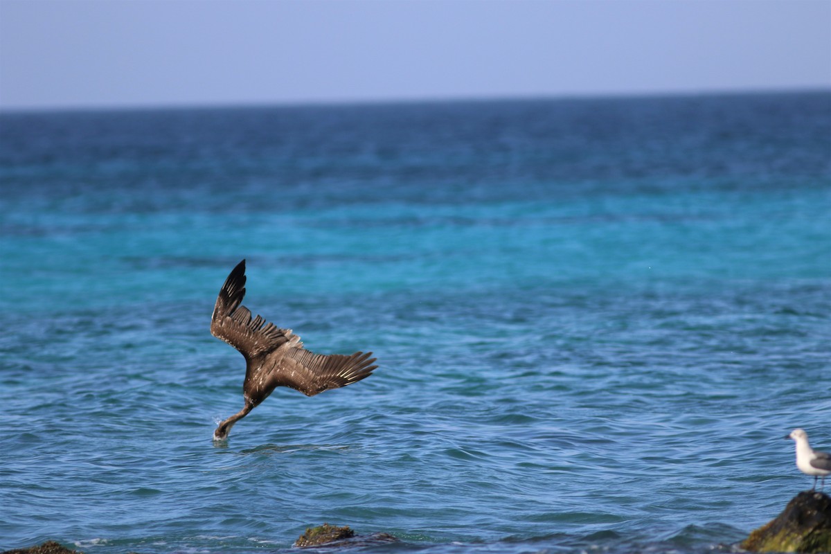 Brown Pelican - ML197481611