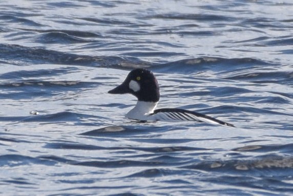 Common Goldeneye - ML197482091