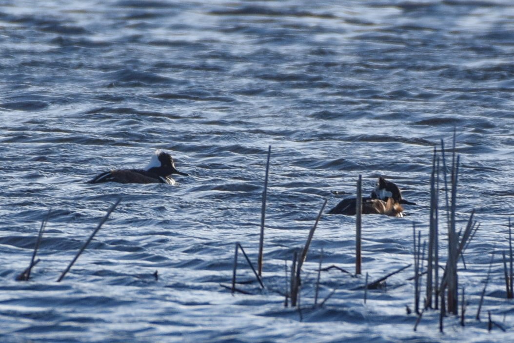 Hooded Merganser - ML197482291