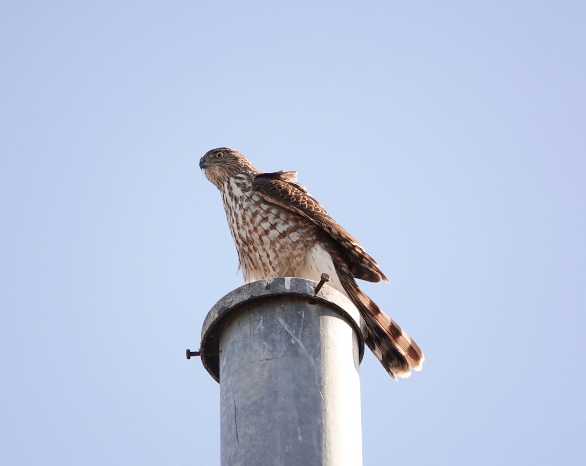 Sharp-shinned Hawk - Carter Gasiorowski