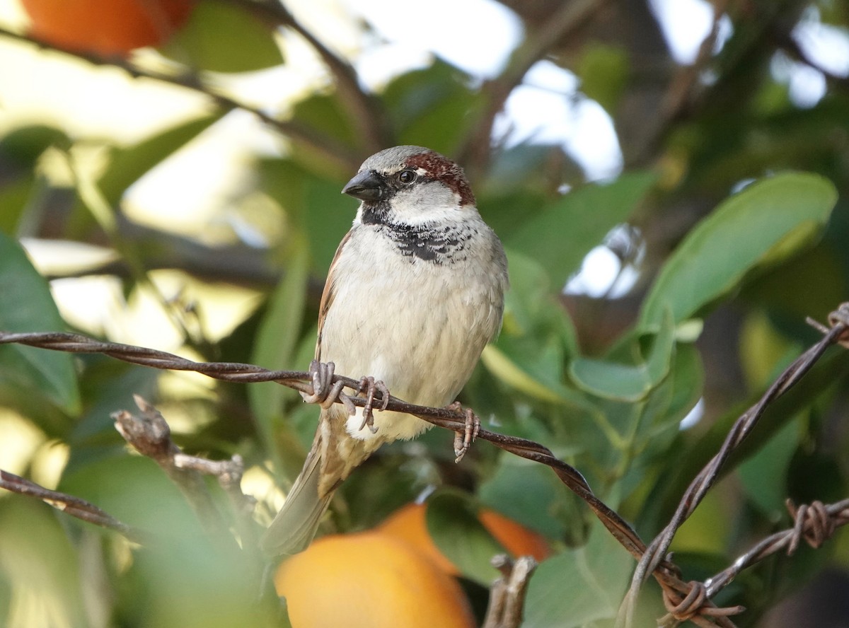 House Sparrow - ML197482781