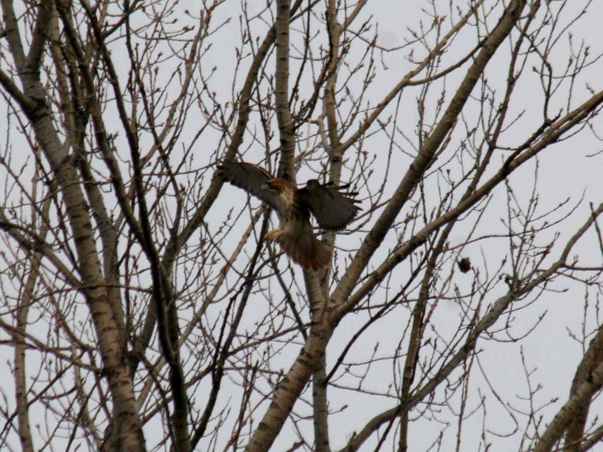 Rotschwanzbussard - ML197482841