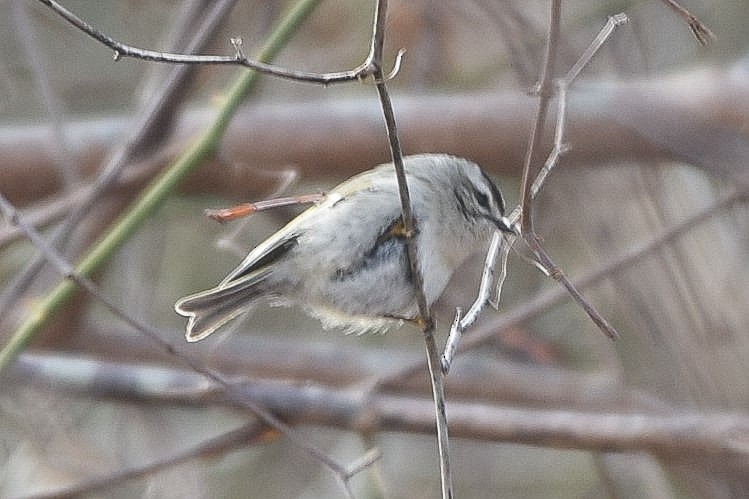 Golden-crowned Kinglet - ML197482911